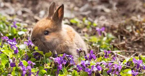 How to Keep Bunnies from Eating Flowers: A Guide to Protecting Your Garden and Embracing the Chaos of Nature