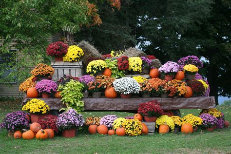 What Flowers to Plant in the Fall: A Guide to Autumn Gardening and the Mysteries of Time